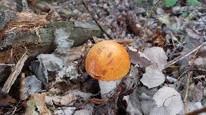 Espen---Rotkappe_Leccinum-leucopodium_20260918_120051.jpg