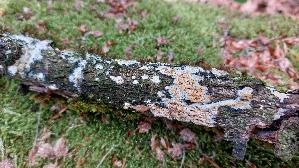 Fadenstachelpilz_Mycoacia-nothofagi_20260614_140826.jpg