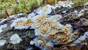 Fadenstachelpilz_Mycoacia-nothofagi_20260614_140849.jpg