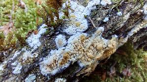 Fadenstachelpilz_Mycoacia-nothofagi_20260614_140911.jpg