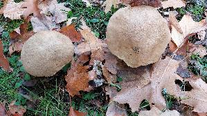 Fahler-Roehrling_Boletus-impolitus_20261022_150122.jpg