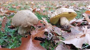 Fahler-Roehrling_Boletus-impolitus_20261022_150141.jpg