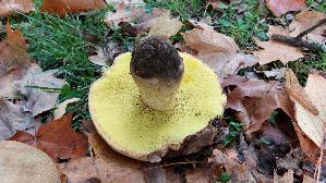 Fahler-Roehrling_Boletus-impolitus_20261022_150204.jpg