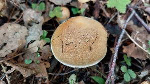 Falbblaettriger-Klumpfuss_Cortinarius-talus_20260918_104927.jpg