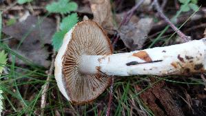 Falbblaettriger-Klumpfuss_Cortinarius-talus_20260918_104936.jpg