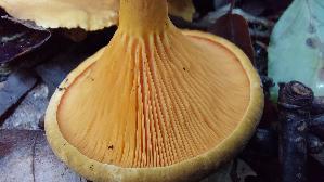 Falscher-Pfifferling_Hygrophoropsis-aurantiaca_20260901_145414.jpg