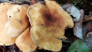 Falscher-Pfifferling_Hygrophoropsis-aurantiaca_20260901_145435.jpg