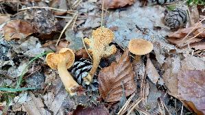 Falscher-Pfifferling_Hygrophoropsis-aurantiaca_20260926_123733.jpg
