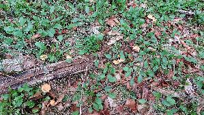 Falscher-Pfifferling_Hygrophoropsis-aurantiaca_20261004_173412.jpg
