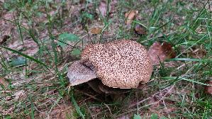 Falscher-Rotfussroehrling_Xerocomellus-porosporus_20260912_131612.jpg