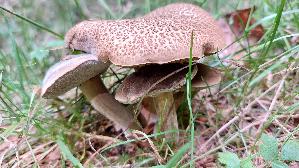 Falscher-Rotfussroehrling_Xerocomellus-porosporus_20260912_131642.jpg