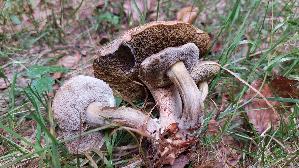 Falscher-Rotfussroehrling_Xerocomellus-porosporus_20260912_131749.jpg