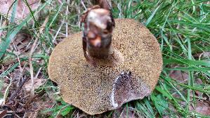 Falscher-Rotfussroehrling_Xerocomellus-porosporus_20260912_131833.jpg