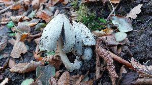 Faltentintling_Coprinopsis-atramentaria_20251106_140805.jpg
