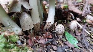 Faltentintling_Coprinopsis-atramentaria_20260616_112423.jpg