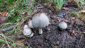 Faltentintling_Coprinopsis-atramentaria_20261008_164746.jpg