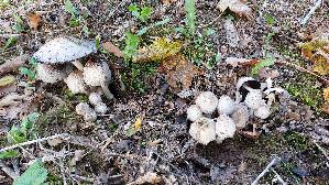 Faltentintling_Coprinopsis-atramentaria_20261020_101520.jpg