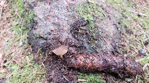 Fichten---Zapfenruebling_Strobilurus-esculentus_20261013_142649.jpg