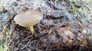 Fichten---Zapfenruebling_Strobilurus-esculentus_20261013_142704.jpg