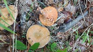 Fichtenreizker_Lactarius-deterrimus_20250805_170848.jpg
