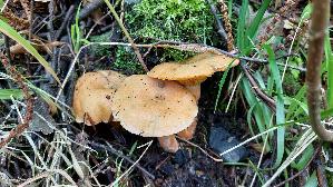 Fichtenreizker_Lactarius-deterrimus_20250805_170943.jpg
