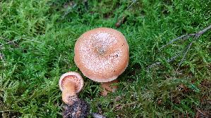 Fichtenreizker_Lactarius-deterrimus_20250925_130458.jpg