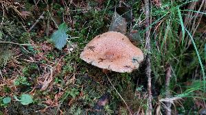 Fichtenreizker_Lactarius-deterrimus_20260915_084423.jpg