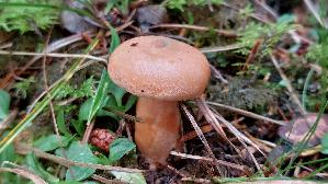 Fichtenreizker_Lactarius-deterrimus_20260915_084604.jpg