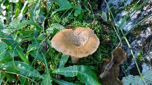 Fichtenreizker_Lactarius-deterrimus_20260915_094652.jpg