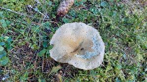 Fichtenreizker_Lactarius-deterrimus_20260922_103043.jpg