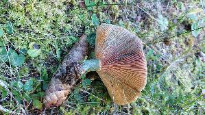 Fichtenreizker_Lactarius-deterrimus_20260922_103131.jpg