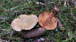 Fichtenreizker_Lactarius-deterrimus_20260926_130816.jpg