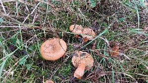 Fichtenreizker_Lactarius-deterrimus_20261011_145134.jpg