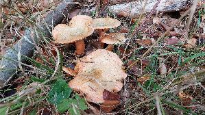 Fichtenreizker_Lactarius-deterrimus_20261020_103314.jpg