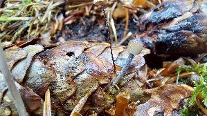 Fichtenzapfenhelmling_Mycena-strobilicola_20250803_131052.jpg