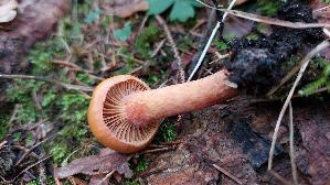 Filziger-Gelbfuss_Chroogomphus-helveticus_20260915_085623.jpg