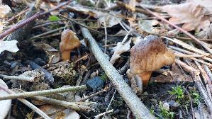 Fingerhutverpel_Verpa-conica_20260417_114326.jpg
