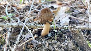 Fingerhutverpel_Verpa-conica_20260417_114814.jpg