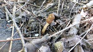 Fingerhutverpel_Verpa-conica_20260417_115449.jpg