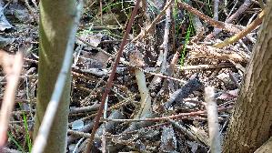 Fingerhutverpel_Verpa-conica_20260417_115537.jpg