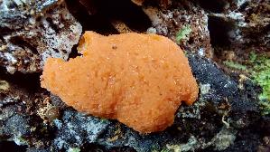Fischeierschleimpilz_Tubifera-ferruginosa_20260604_144159.jpg