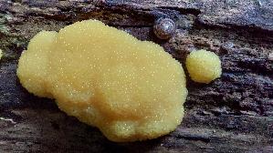 Fischeierschleimpilz_Tubifera-ferruginosa_20260604_144315.jpg