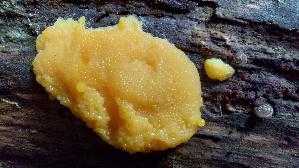 Fischeierschleimpilz_Tubifera-ferruginosa_20260605_122256.jpg