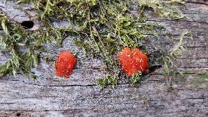 Fischeierschleimpilz_Tubifera-ferruginosa_20260926_144254.jpg
