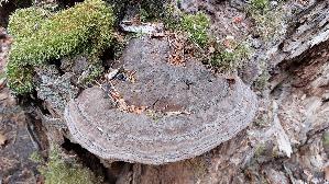 Flacher-Lackporling_Ganoderma-applanatum_20250517_162807.jpg