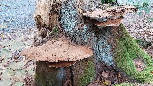 Flacher-Lackporling_Ganoderma-applanatum_20250824_143606.jpg