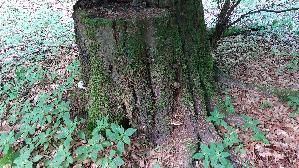Flacher-Lackporling_Ganoderma-applanatum_20260703_100530.jpg