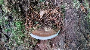 Flacher-Lackporling_Ganoderma-applanatum_20260703_100546.jpg