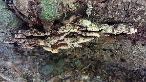 Flacher-Schillerporling_Inonotus-cuticularis_20260728_121343.jpg
