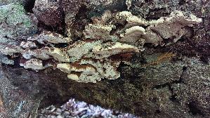 Flacher-Schillerporling_Inonotus-cuticularis_20260728_121349.jpg